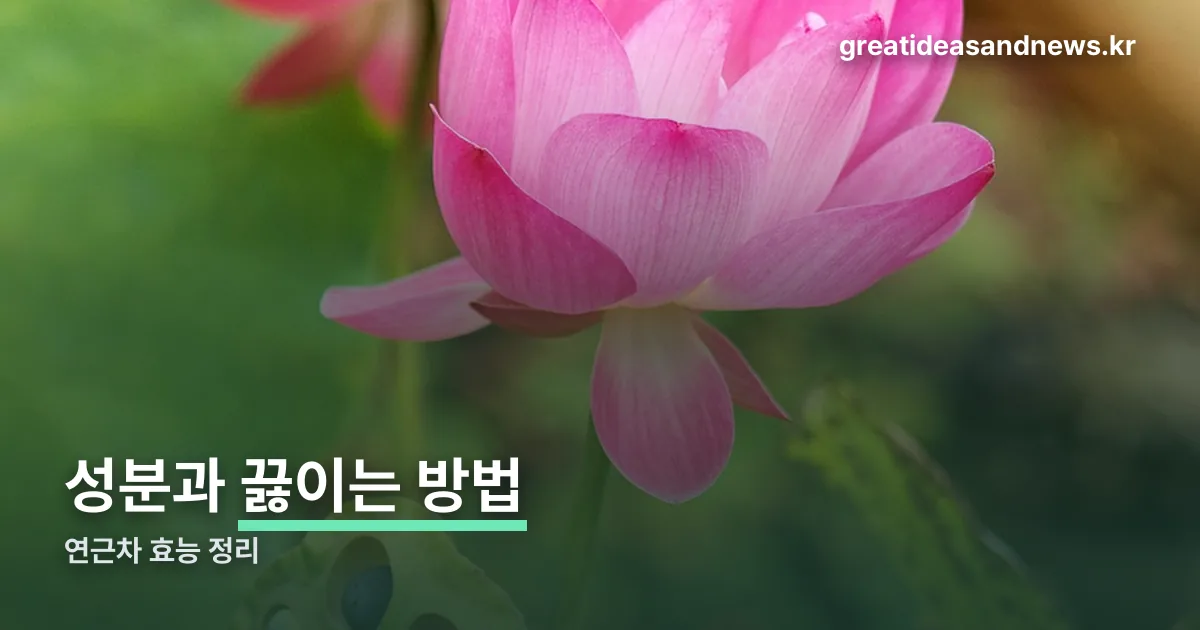연근차 효능 정리 썸네일