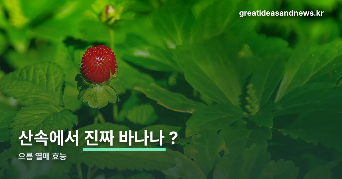 으름 열매 효능 정리 썸네일