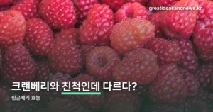 링곤베리 효능 — 크랜베리와 뭐가 다른지부터 성분까지
