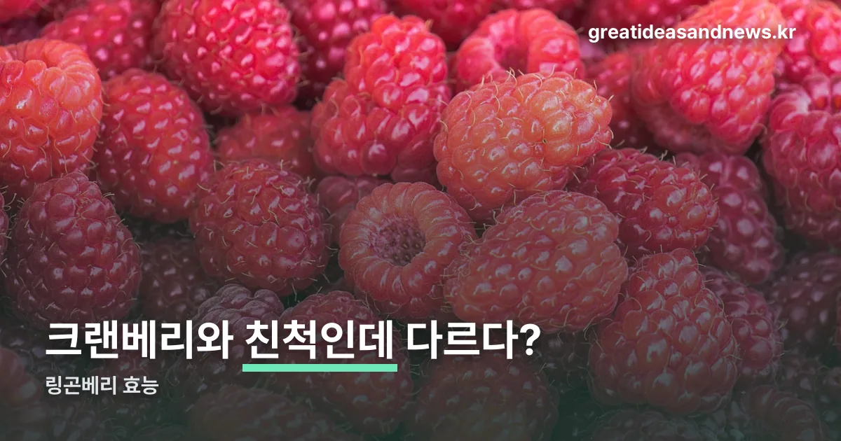 링곤베리 효능 정리 썸네일